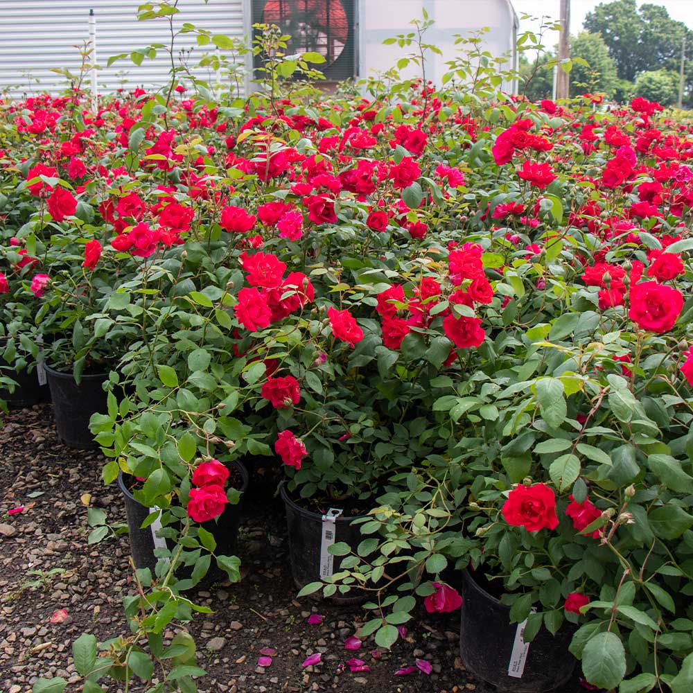 Blaze Improved Climbing Rose Shrub - Image 5