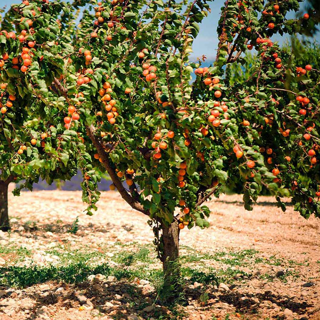 Blenheim Apricot Tree - Image 3