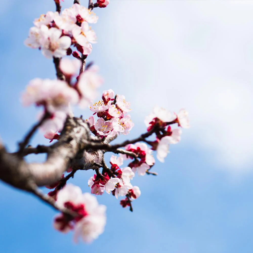 Blenheim Apricot Tree - Image 5