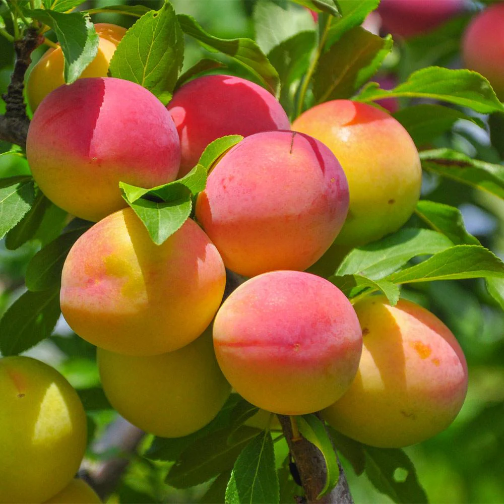 Blenheim Apricot Tree - Image 2