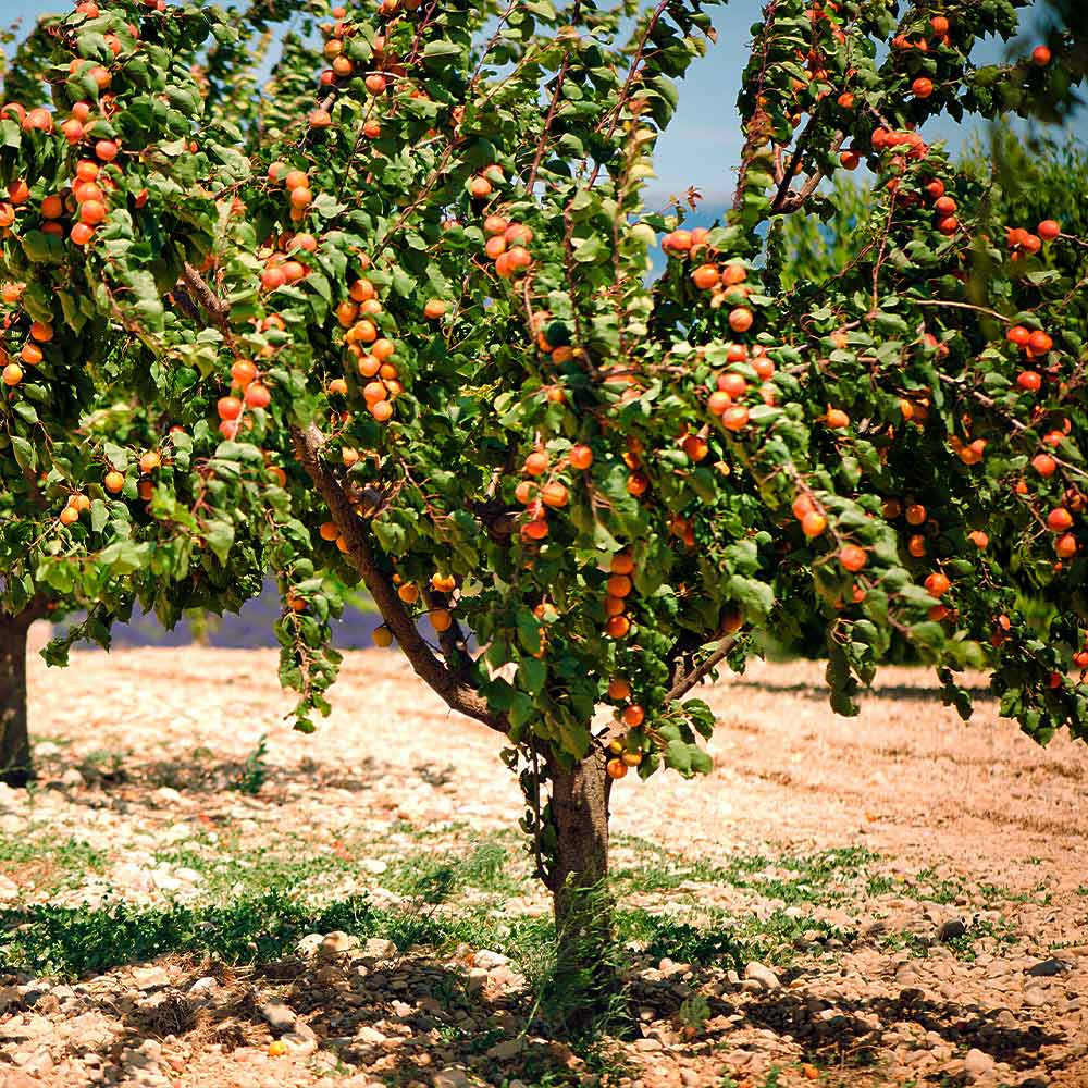 Blenheim Apricot Tree - Image 3