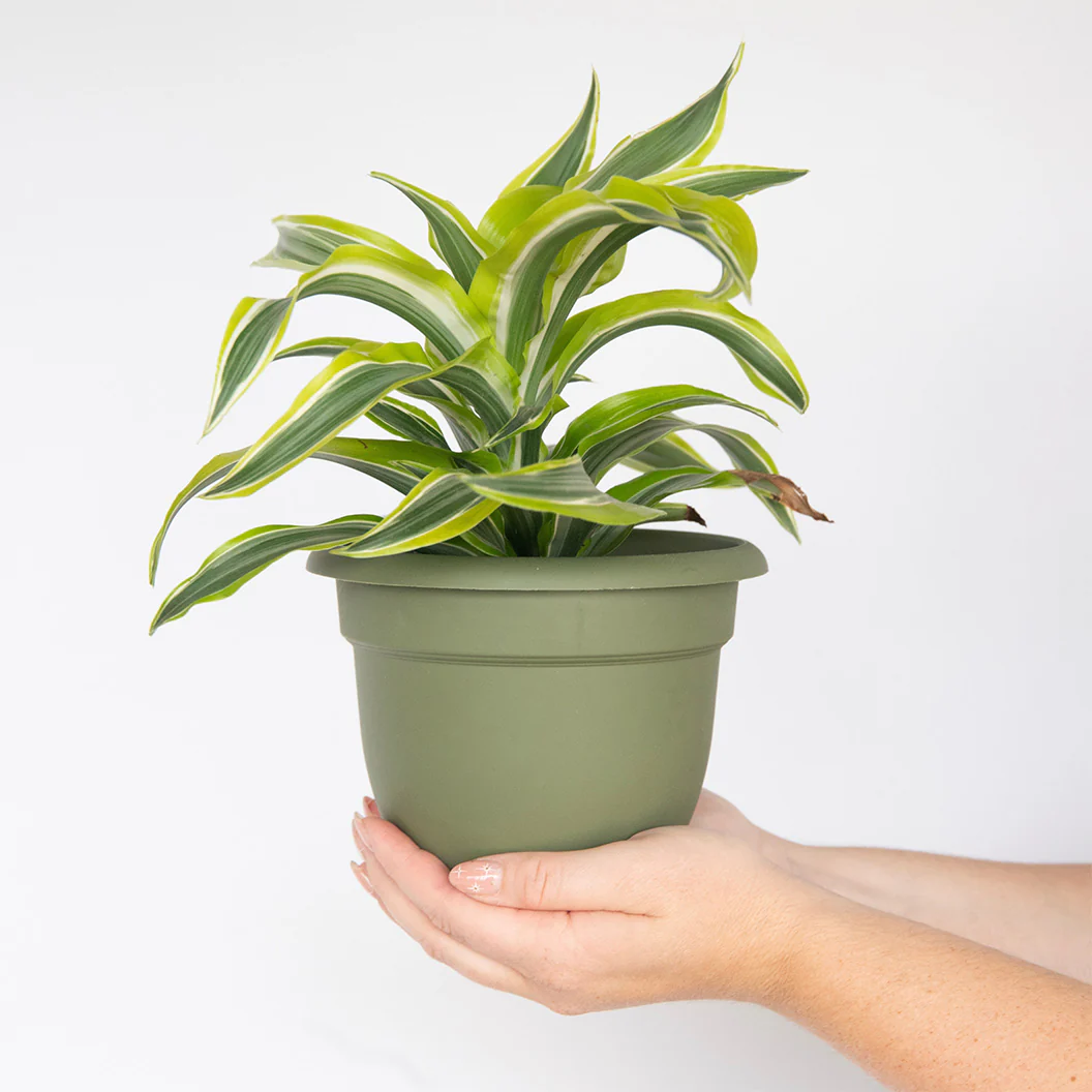 Bloem Ariana Self-Watering Planter in Living Green - Image 5