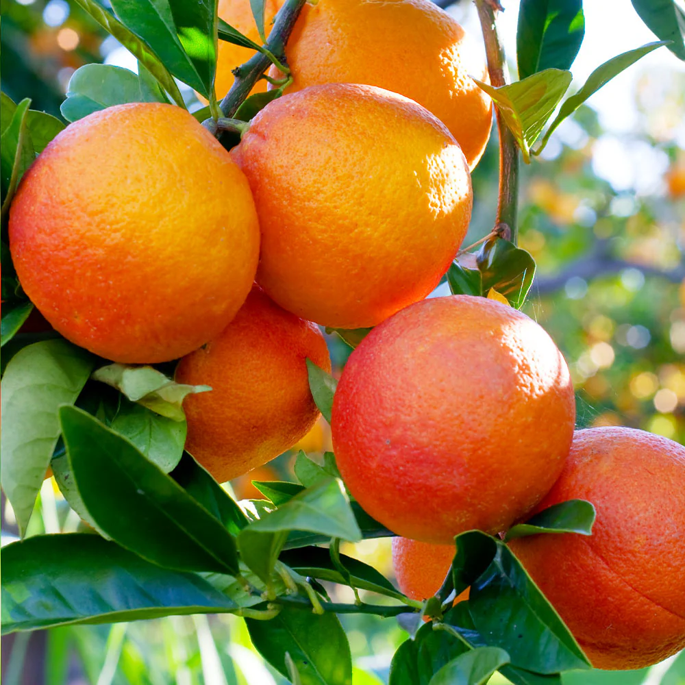 Blood Orange Tree - Image 3