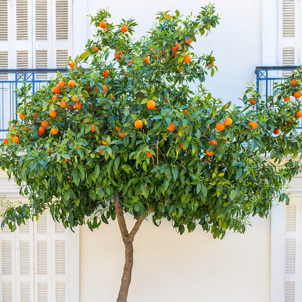 Blood Orange Tree - Image 4