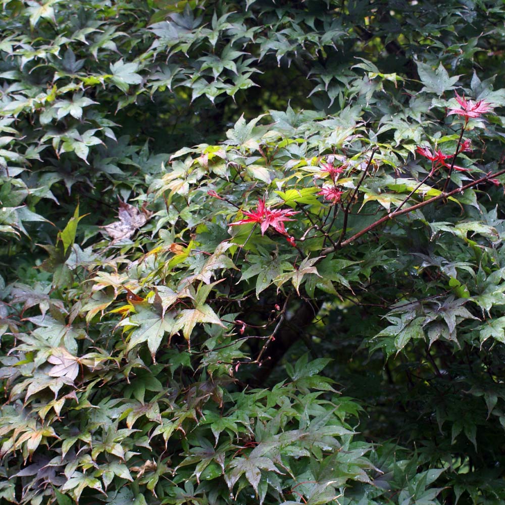 Bloodgood Japanese Maple Tree - Image 3