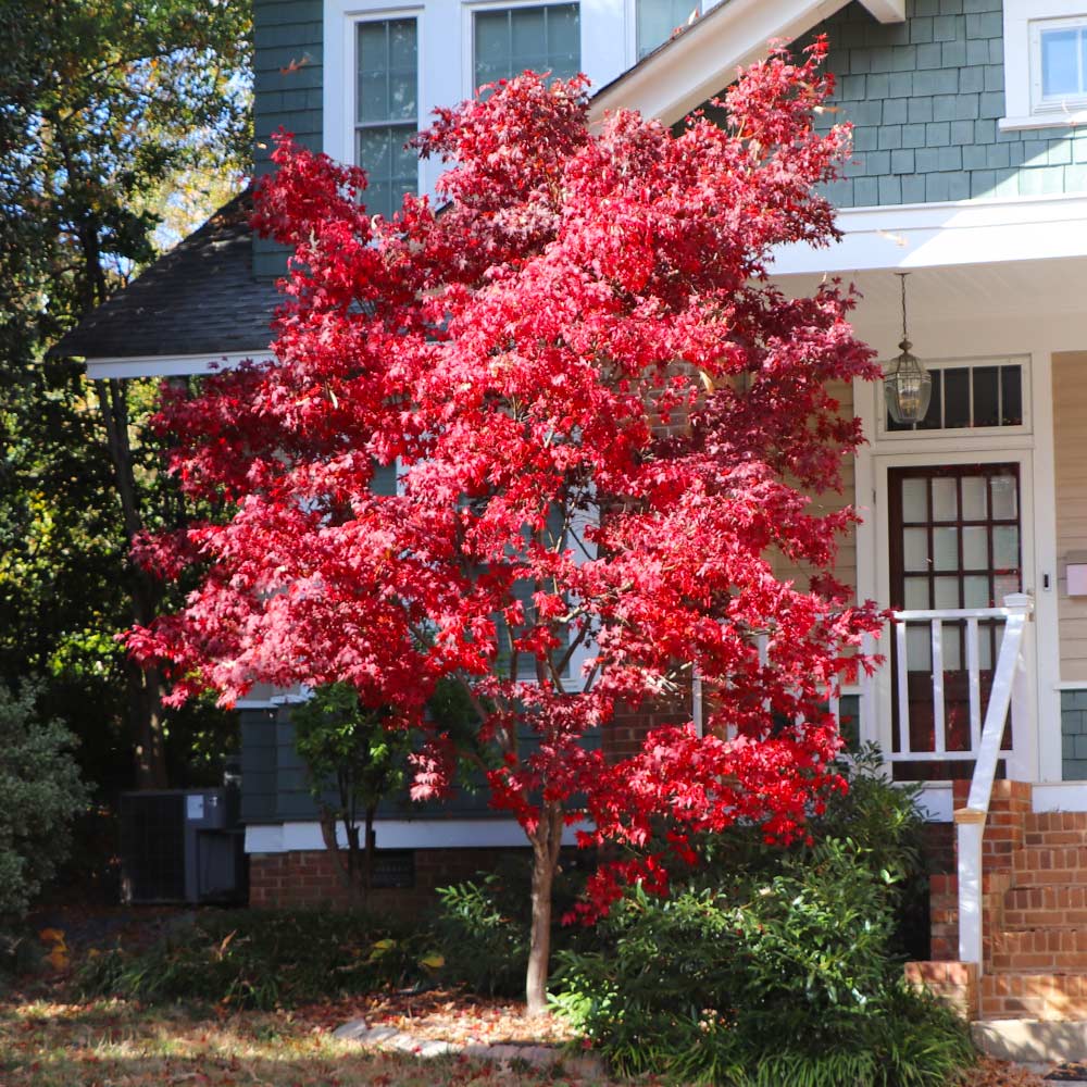Bloodgood Japanese Maple Tree - Image 4