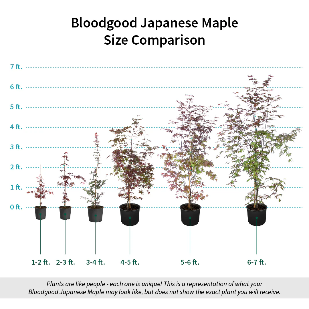 Bloodgood Japanese Maple Tree - Image 5