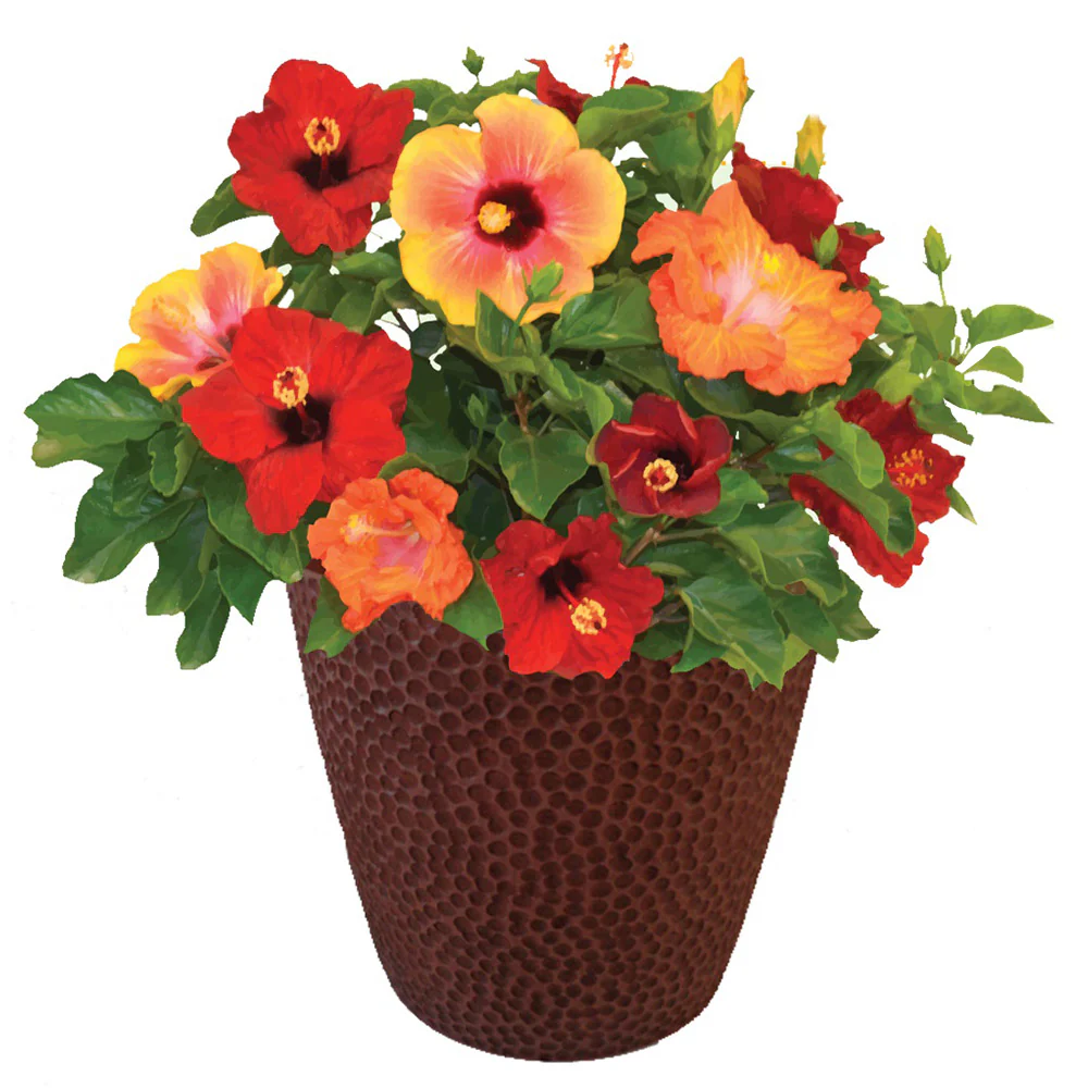 Bloom Bash® Hollywood® Hibiscus - Image 3