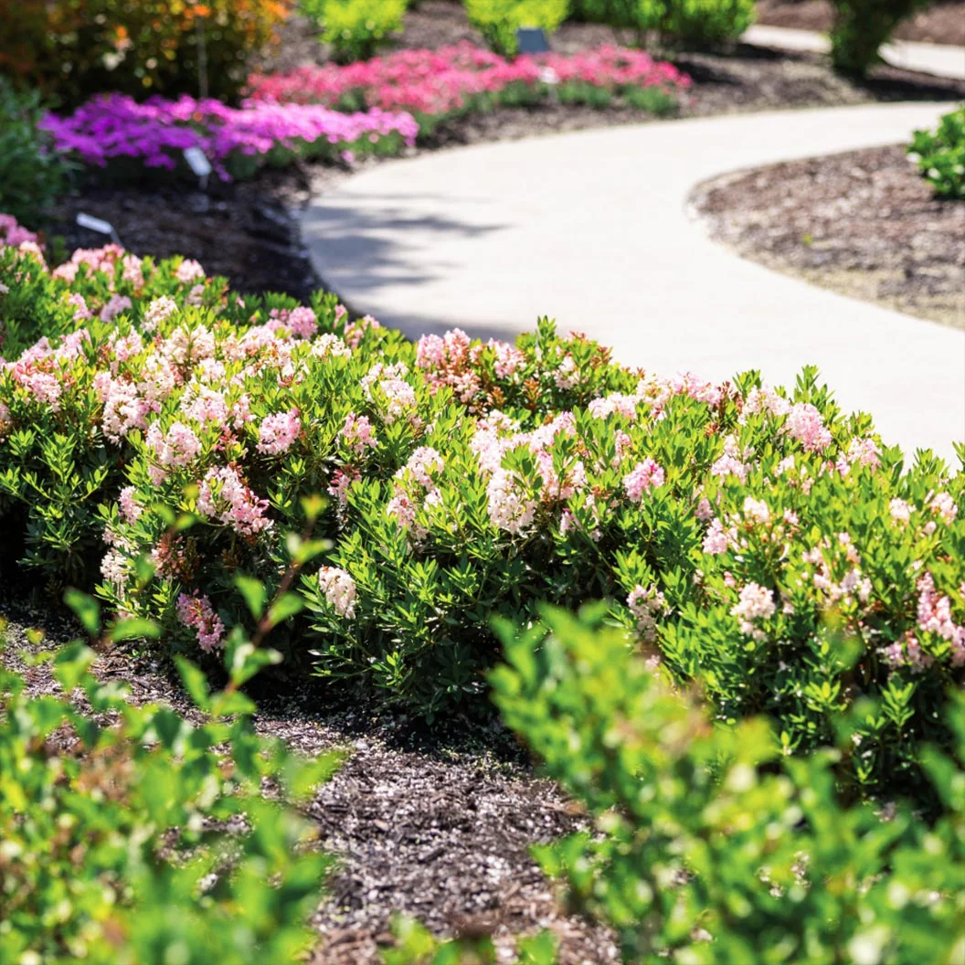 Bloombux® Blush Rhododendron Bush - Image 2