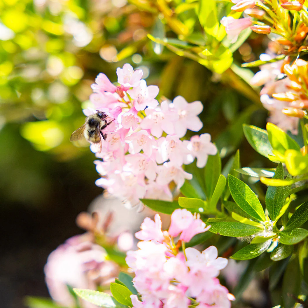Bloombux® Blush Rhododendron Bush - Image 3