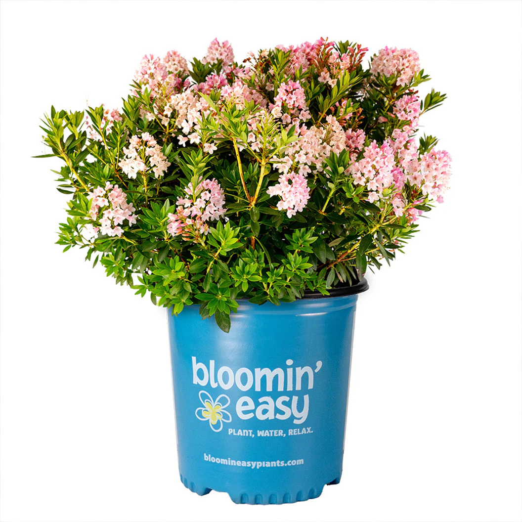 Bloombux® Blush Rhododendron Bush - Image 4