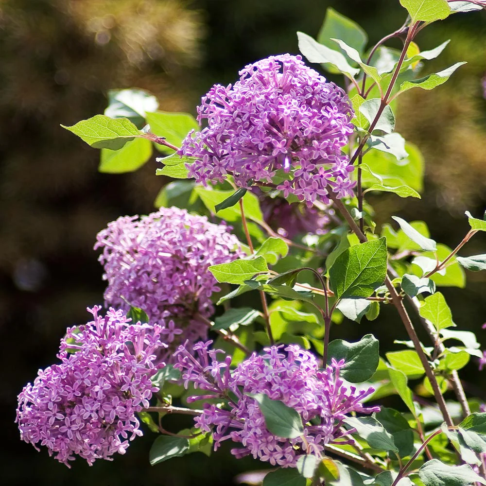 Proven Winners® Bloomerang® Lilac Shrub - Image 3