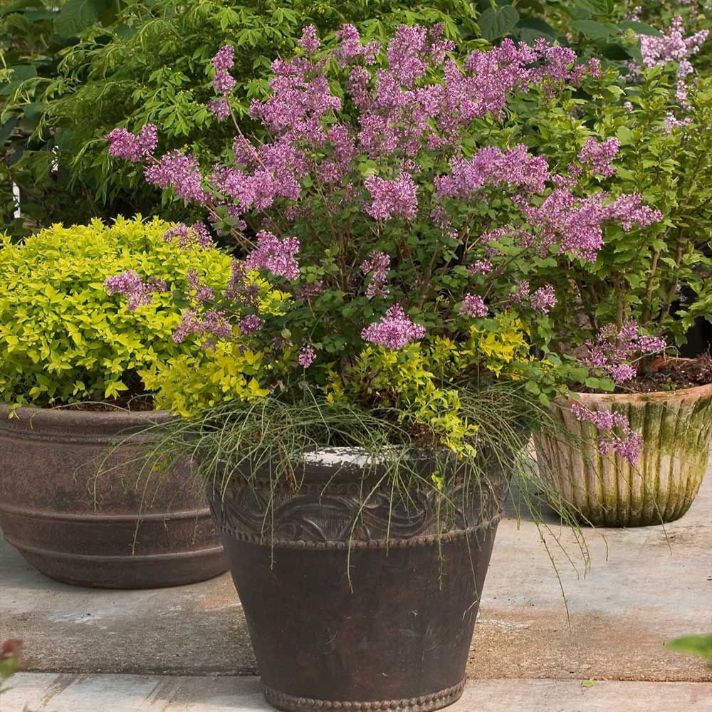 Proven Winners® Bloomerang® Lilac Shrub - Image 5