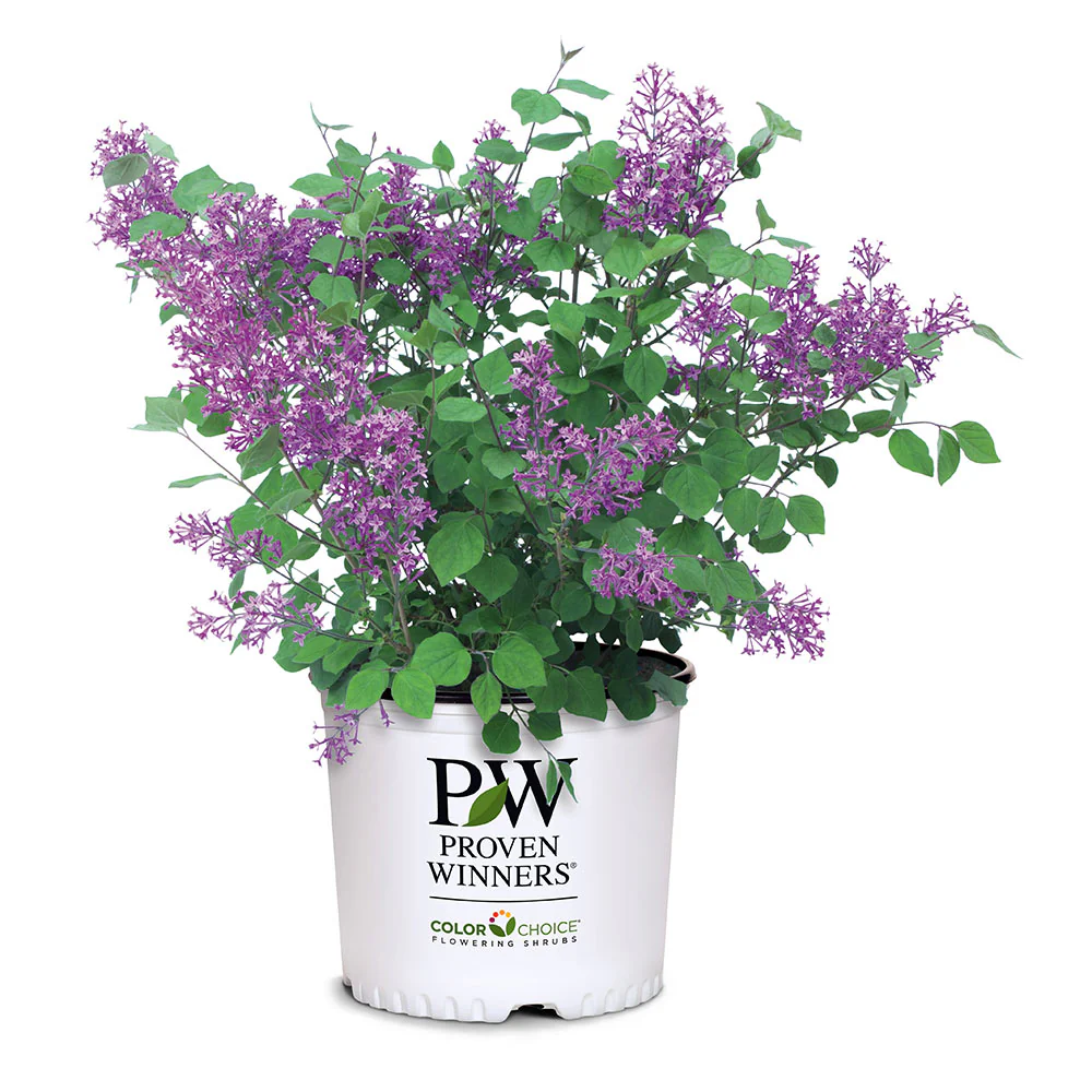 Proven Winners® Bloomerang® Lilac Shrub - Image 6