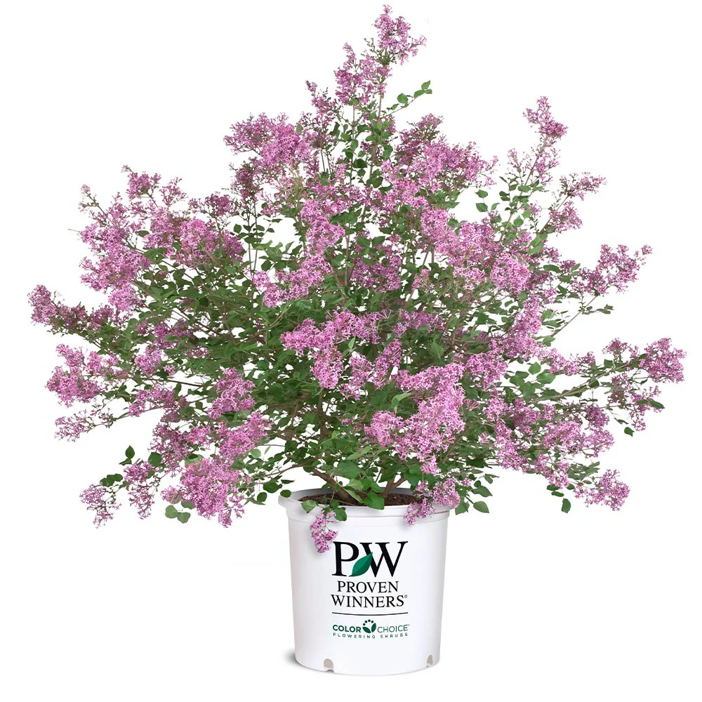 Proven Winners® Bloomerang® Lilac Shrub - Image 7