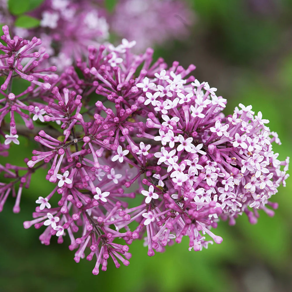 Proven Winners®  Bloomerang® Lilac Tree - Image 3