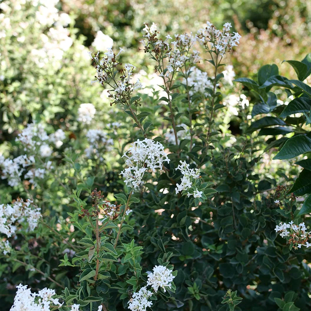 Proven WinnersŽ BloomerangŽ Showmound⢠Lilac Bush - Image 3