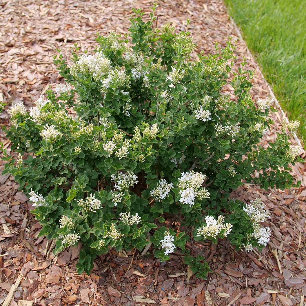 Proven WinnersŽ BloomerangŽ Showmound⢠Lilac Bush - Image 4
