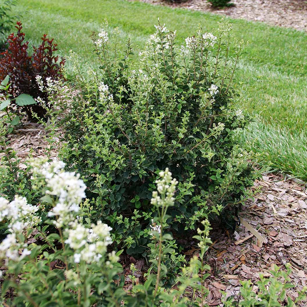Proven WinnersŽ BloomerangŽ Showmound⢠Lilac Bush - Image 5
