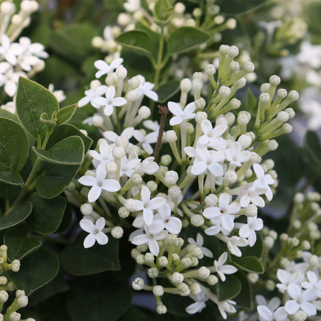 Proven WinnersŽ BloomerangŽ Showmound⢠Lilac Bush - Image 6