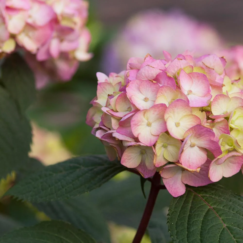 Endless Summer® BloomStruck® Reblooming Hydrangea Shrub - Image 3