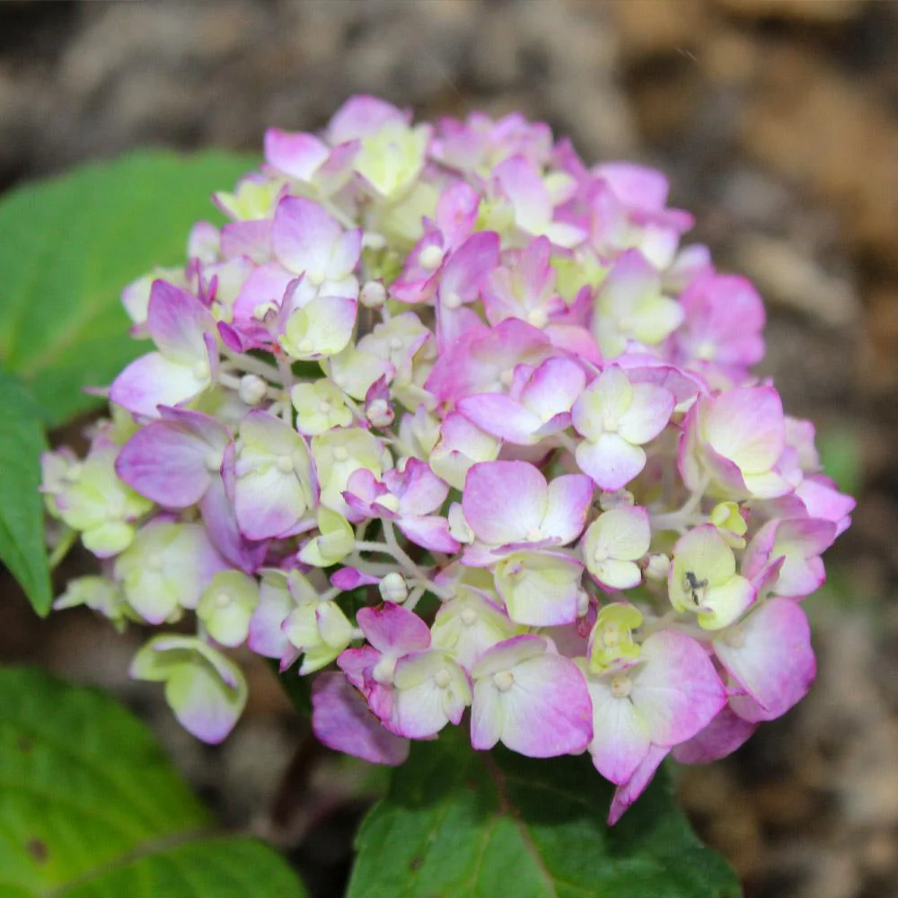 Endless Summer® BloomStruck® Reblooming Hydrangea Shrub - Image 4