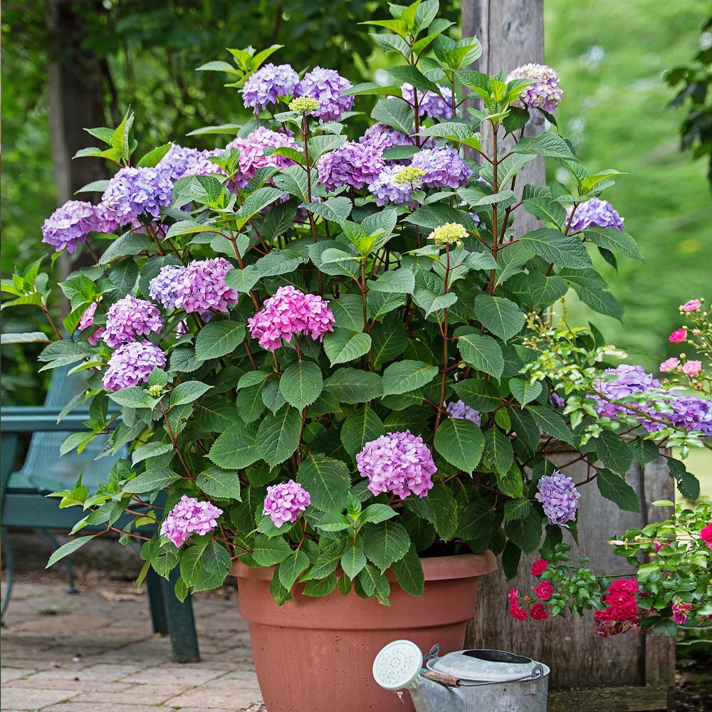 Endless Summer® BloomStruck® Reblooming Hydrangea Shrub - Image 5