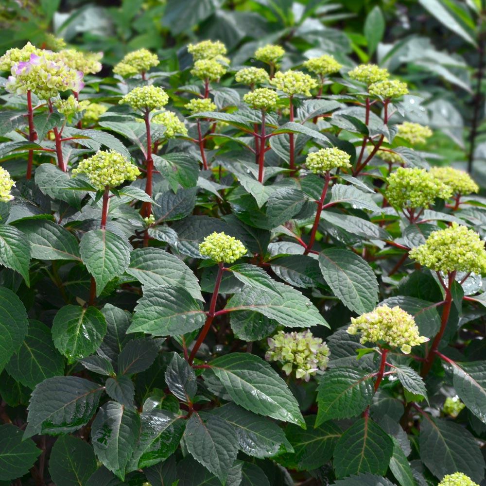 Endless Summer® BloomStruck® Reblooming Hydrangea Shrub - Image 6