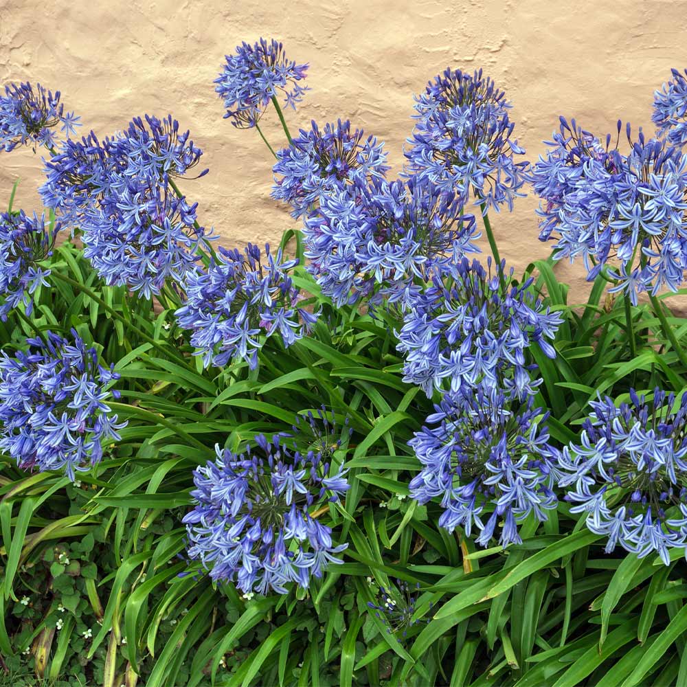Blue Agapanthus (Lily of the Nile) - Image 2