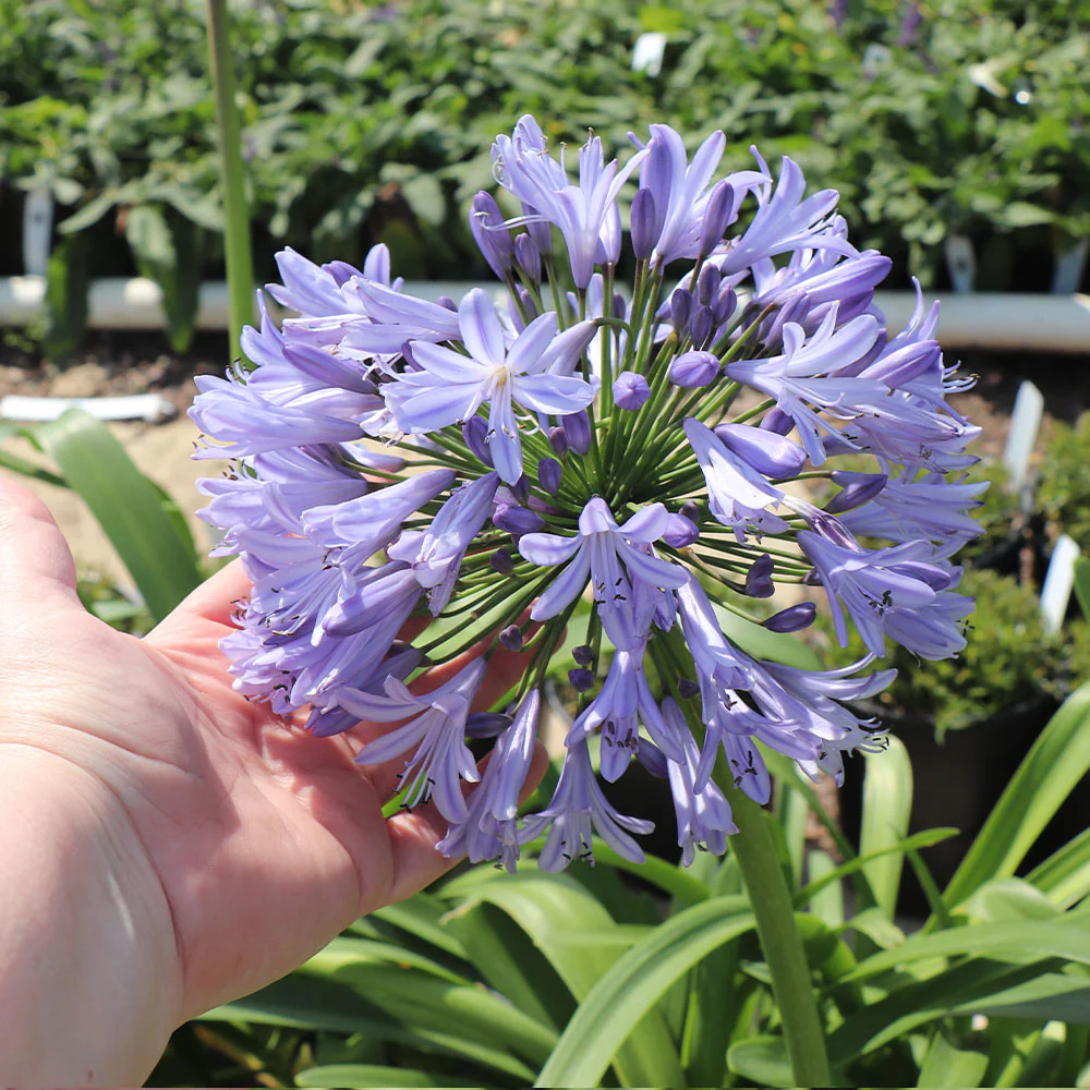 Blue Agapanthus (Lily of the Nile) - Image 3