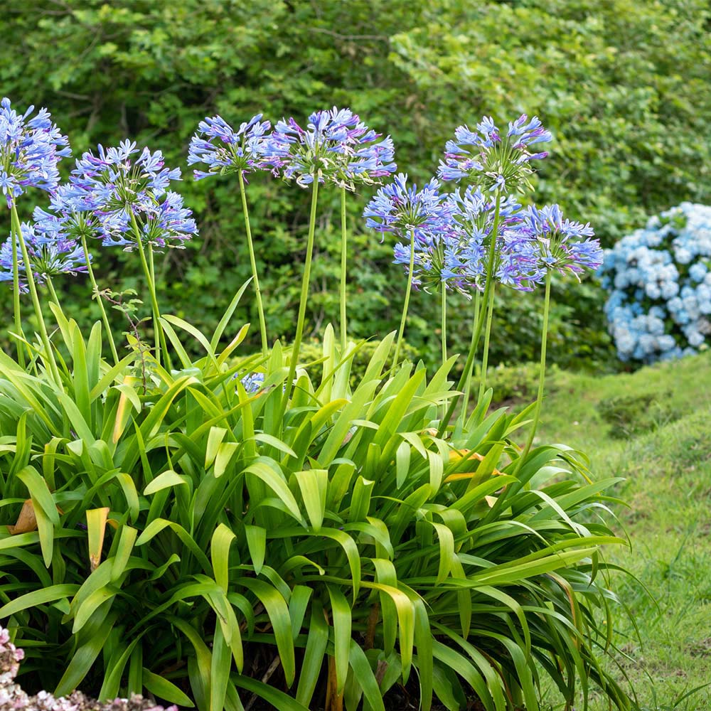 Blue Agapanthus (Lily of the Nile) - Image 4
