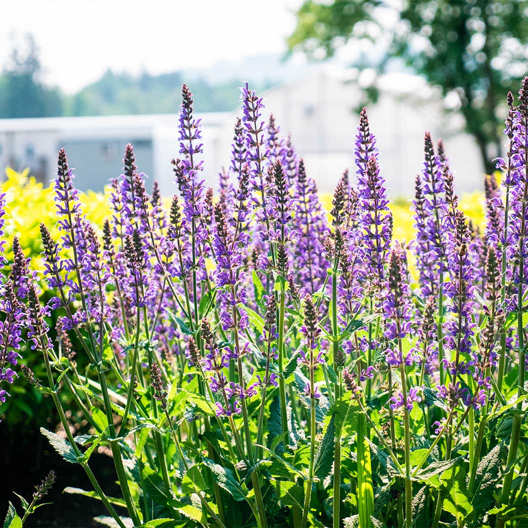 Better VersionsĀ® Blue by You Salvia Plant - Image 3