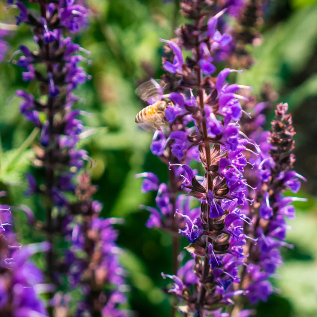 Better VersionsĀ® Blue by You Salvia Plant - Image 4