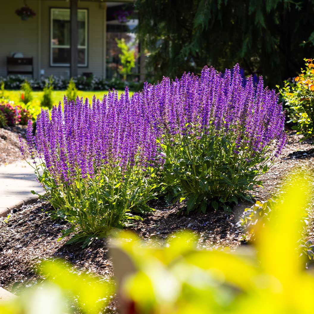 Better VersionsĀ® Blue by You Salvia Plant - Image 5