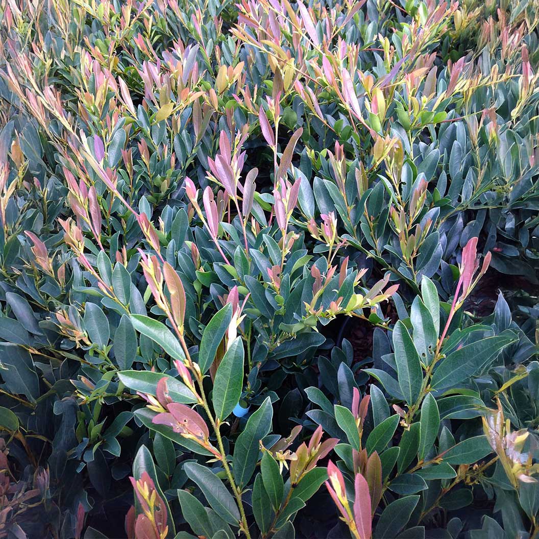 Plants & Trees on Sale