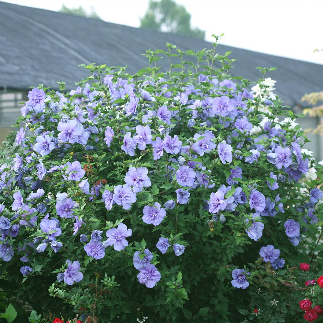 Proven Winners® Blue Chiffon® Rose of Sharon Althea - Image 3