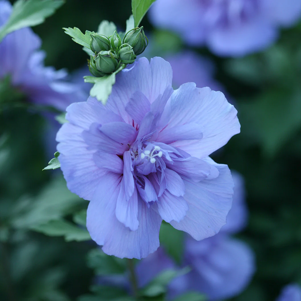 Proven Winners® Blue Chiffon® Rose of Sharon Althea - Image 4