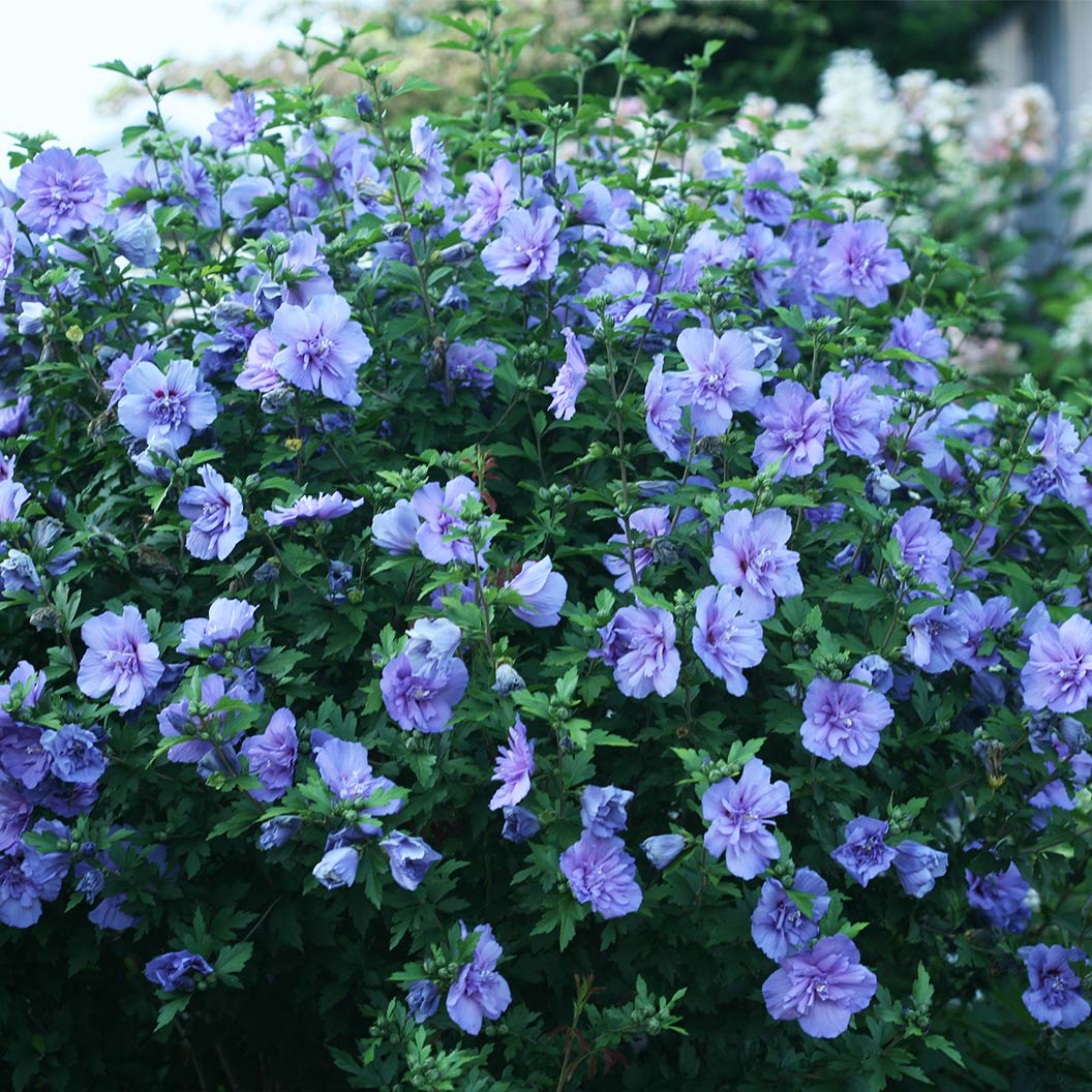 Proven Winners® Blue Chiffon® Rose of Sharon Althea - Image 5