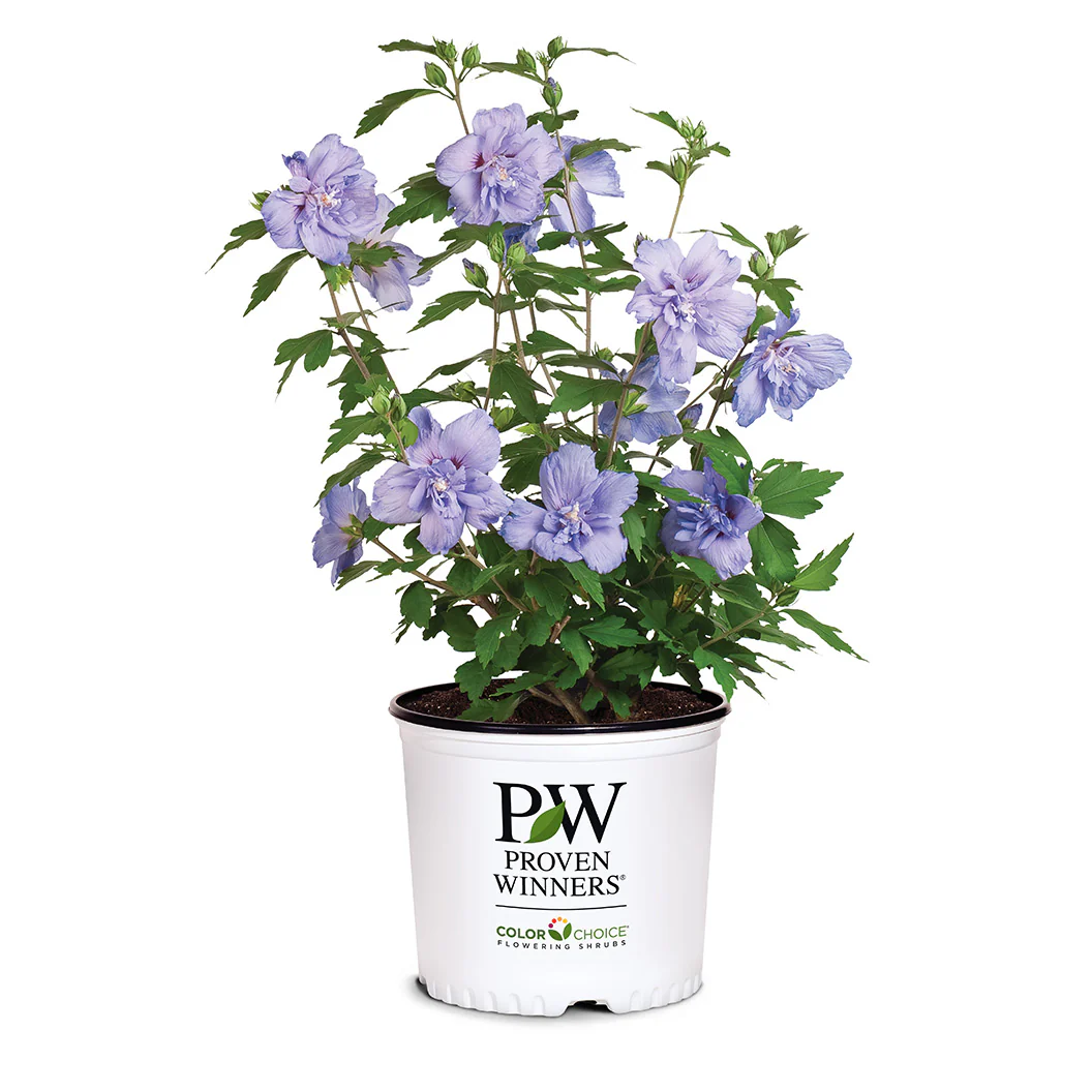 Proven Winners® Blue Chiffon® Rose of Sharon Althea - Image 6