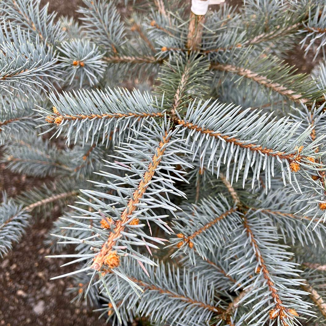 Blue Diamond Spruce Tree - Image 3
