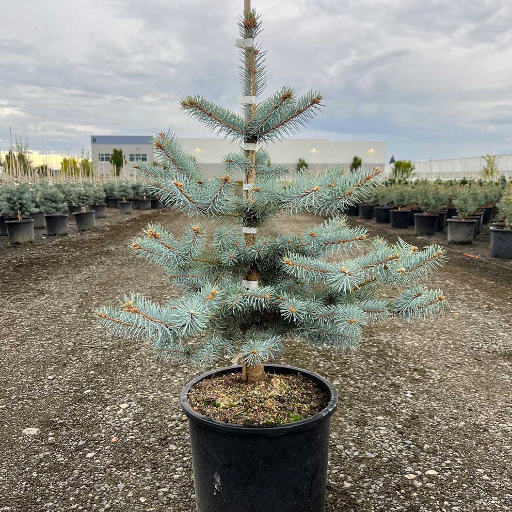 Blue Diamond Spruce Tree - Image 4