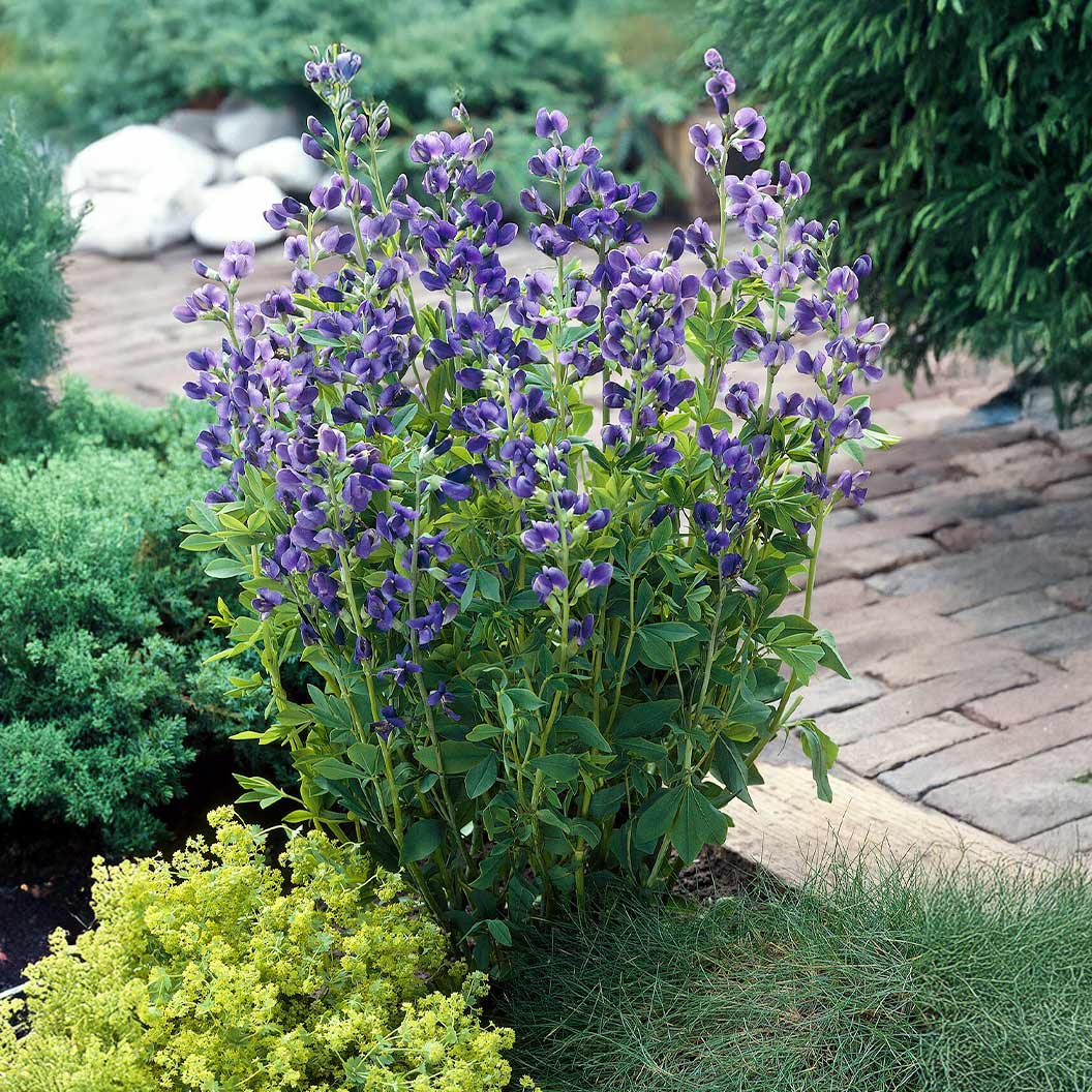 Blue False Indigo Plant - Image 2