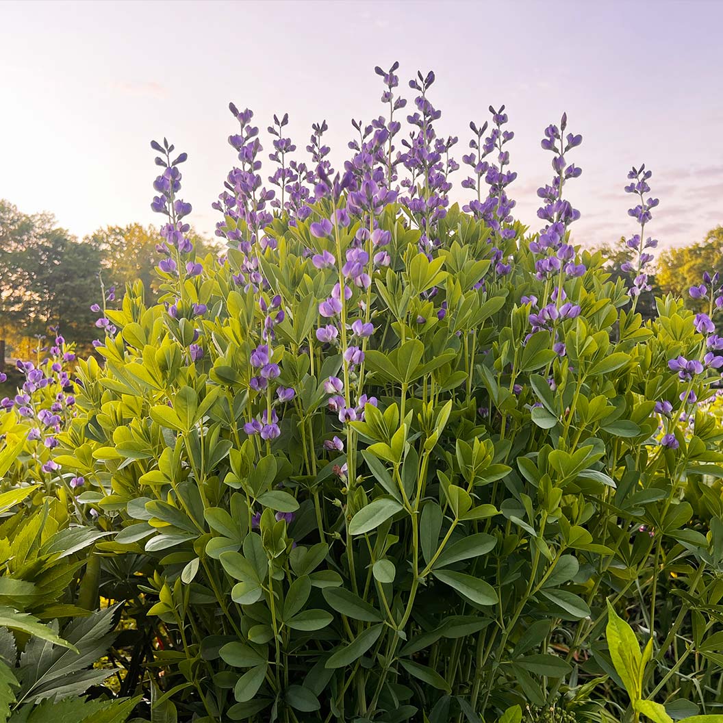 Blue False Indigo Plant - Image 3