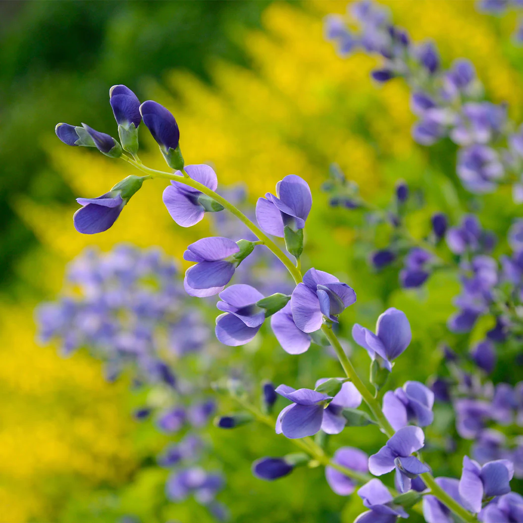Blue False Indigo Plant - Image 4