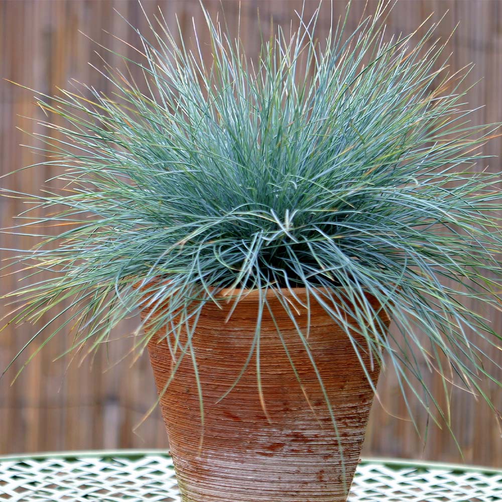 Blue Fescue Grass - Image 4