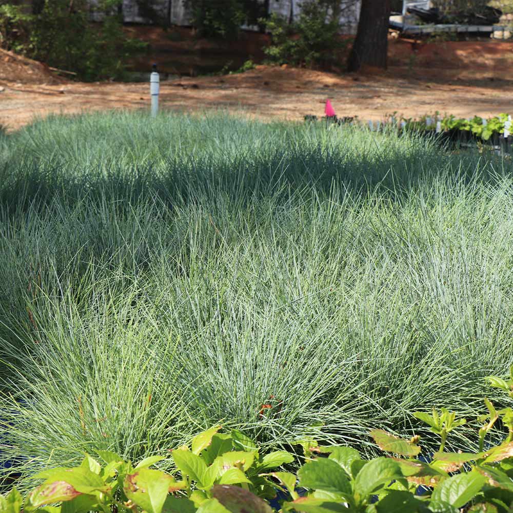 Blue Fescue Grass - Image 5