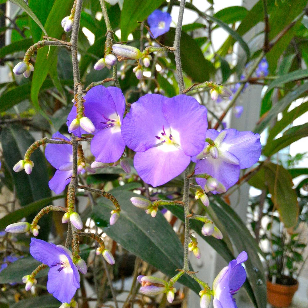 Weeping Blue Ginger Plant - Image 4