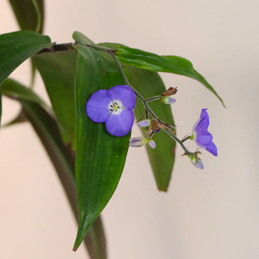 Weeping Blue Ginger Plant - Image 5