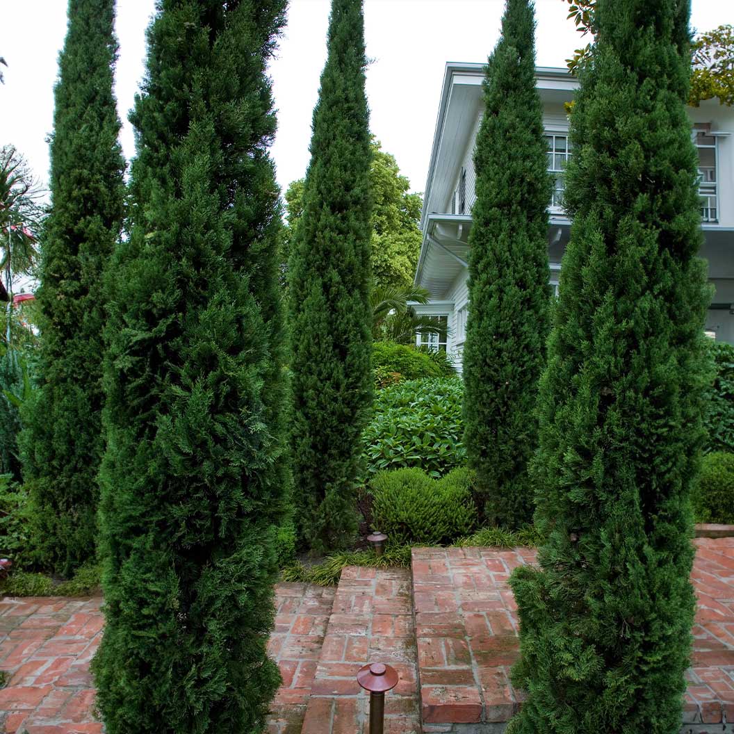 Blue Italian Cypress - Image 2