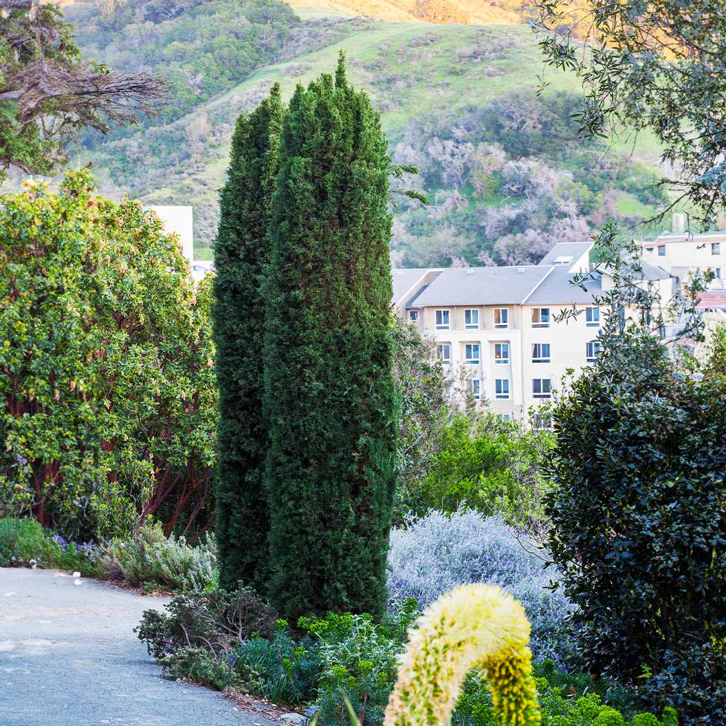 Blue Italian Cypress - Image 3